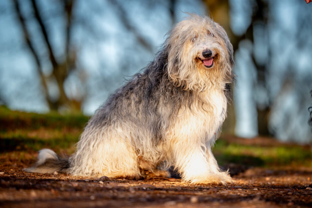 Bobby The Old English Sheepdog At Kinver Edge