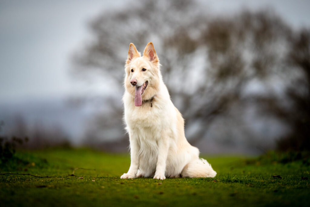 Lola blonde german sheperd posing for her photoshoot
