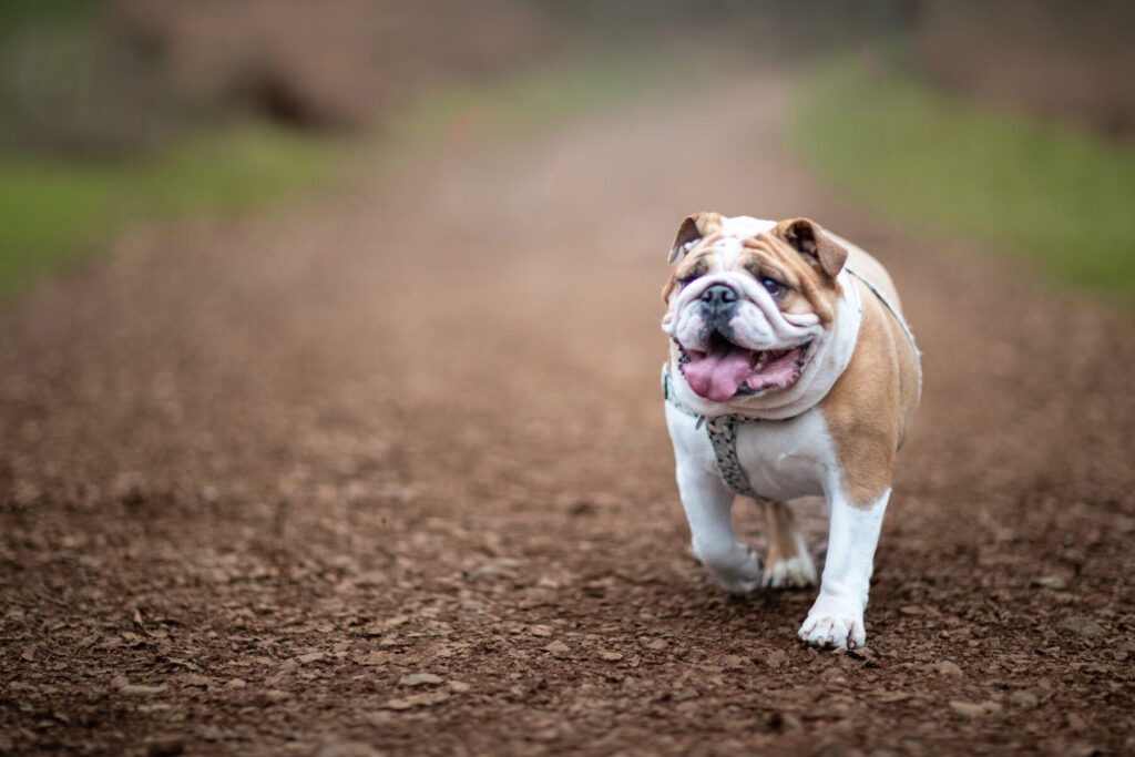 "Mable strolling around kinver edge pet photographer"